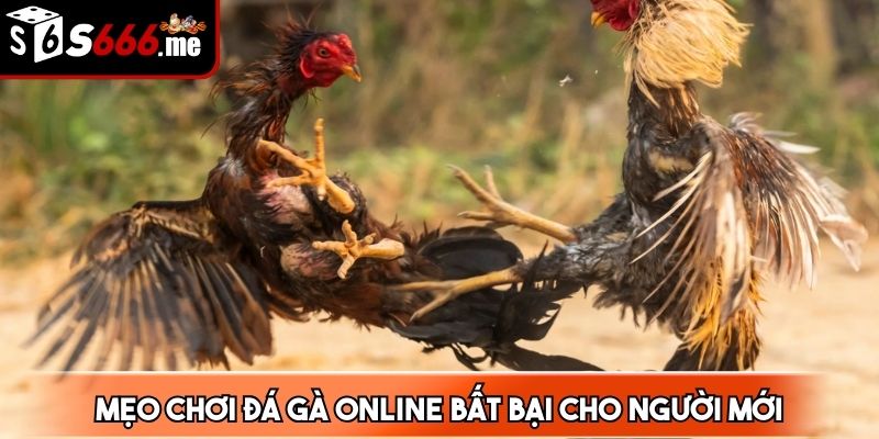 Lựa chọn mức tiền ở các trận đấu chọi gà sao cho phù hợp